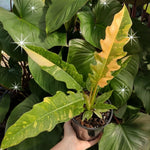 Variegated Philodendron Live Plant 4-8 Inches, Rare Indoor Houseplants for Container Growing (Fire Philodendron)