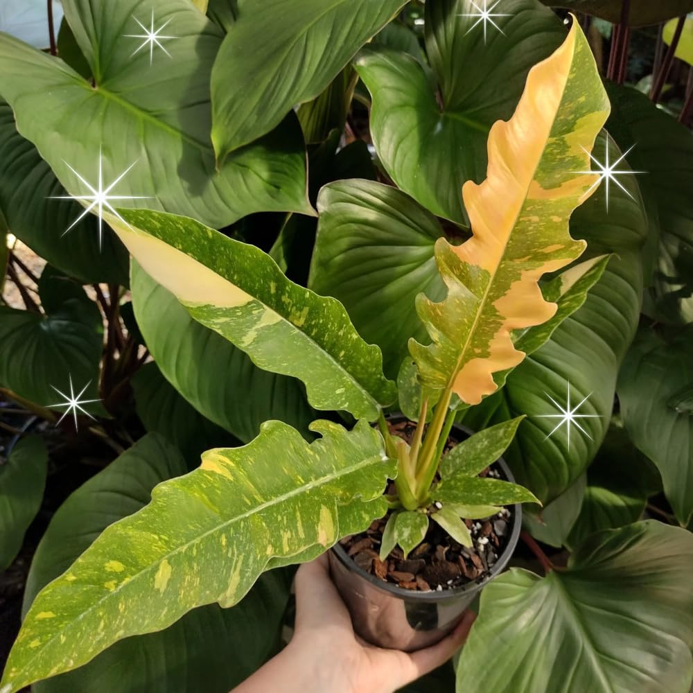 Variegated Philodendron Live Plant 4-8 Inches, Rare Indoor Houseplants for Container Growing (Fire Philodendron)
