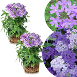 2 Light Lavender Verbena Plants Live, Perennial Ground Cover or Trailing Bushes Shrubs, 5-9 Inches Tall, Verbena Flower for Planting