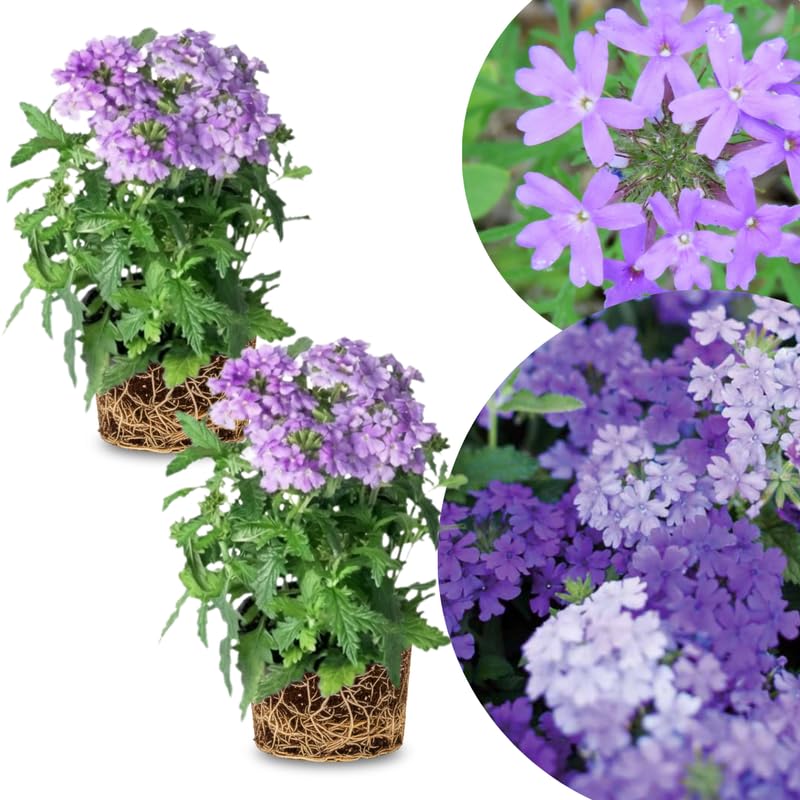 2 Light Lavender Verbena Plants Live, Perennial Ground Cover or Trailing Bushes Shrubs, 5-9 Inches Tall, Verbena Flower for Planting