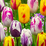 10 Rembrandt Tulip Bulbs, Mixed Bulbs for Fall Planting, Indoor Outdoor Garden, Ready to Plant