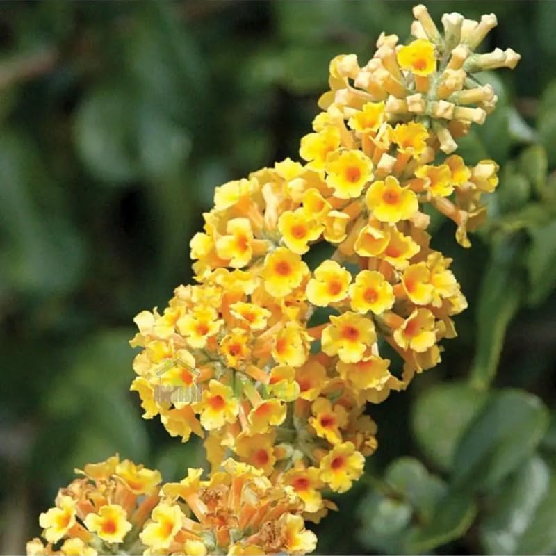 AVERAR 6 Months Old Yellow Butterfly Bush Live Plant, Butterfly Bushes Ready to Plant Outdoor, Buddleia Plant Bush Shrub 5-7 Inches Tall, No Pot