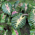 Colocasia Esculenta, Colocasia Live Plant, Elephant Ears Live Plant, Esculenta Taro Live Houseplant, 5-8 Inc Tall, No Pot (Rare Colocasia)