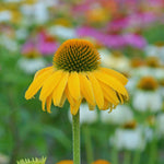 Combo 6 Echinacea Plants Roots, Yellow Coneflower Plant Live Indoor, 5 to 6 Inc Tall, Echinacea Flower Plant Gardening