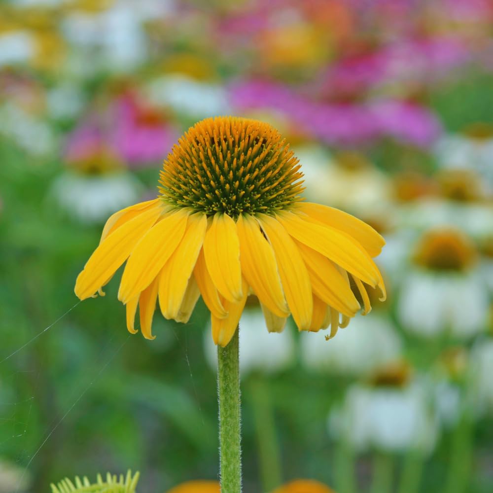 Combo 6 Echinacea Plants Roots, Yellow Coneflower Plant Live Indoor, 5 to 6 Inc Tall, Echinacea Flower Plant Gardening