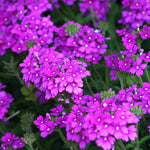 Verbena Plants Live, Verbena Plant from 4-8 Inches Tall, Long Blooming Outdoor Flower Plant for Garden Beds, Hanging Baskets and Containers (Purple)