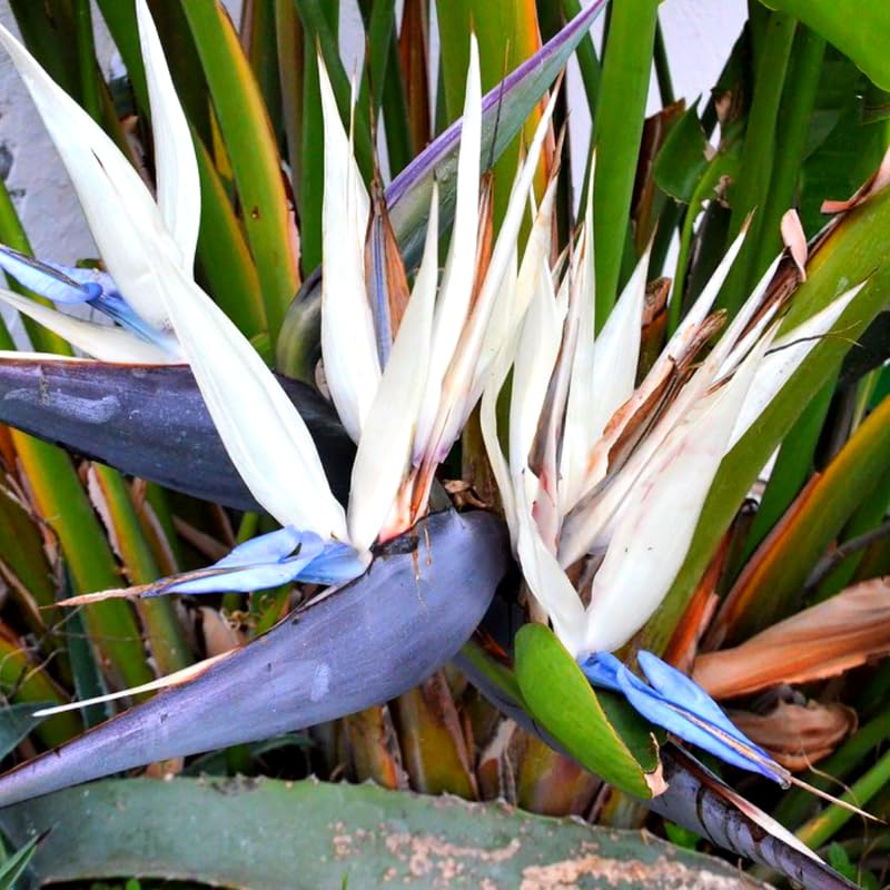 Blue White Bird of Paradise Live Plant, Vibrant Tropical Houseplant Flowers Strelitzia Reginae Size 5 to 9 Inc Tall, No Pot, Well-Rooted, Hardy