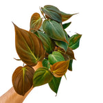 Variegated Philodendron Live Plant 4-8 Inches, Rare Indoor Houseplants for Container Growing (Micans Philodendron)