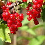 Currant Tree Live Plant for Growing, 1 Year Old, Currant Berries Fruit Tree, Currant Plant Live for Planting Your Garden, Currant Bush Live (Red Currant)