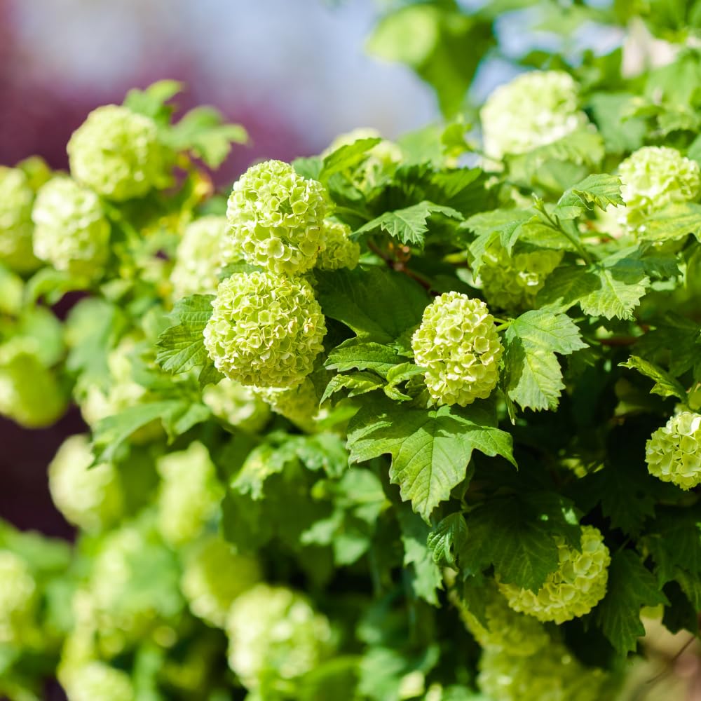 Snowball Viburnum Plant, Viburnum Plant Live, White Bloom, 10-12 Inches Tall, Snowball Shrubs for Landscape and Outdoor Garden