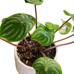 Peperomia Plant Live, Peperomia Live in 3.5 Inches Pot, Tropical Houseplant for Indoor Planting, Compact Plant for Home Office Decor, 4 to 6 Inches Tall (Variegated Peperomia)
