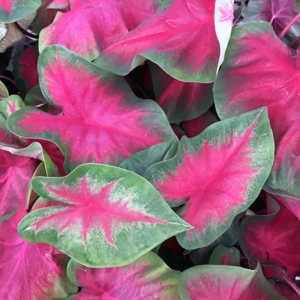 Set 2 Caladium Plants, Mix Caladium Houseplant Live 4-6 Inches Tall, Garden and Container Growing (Red)