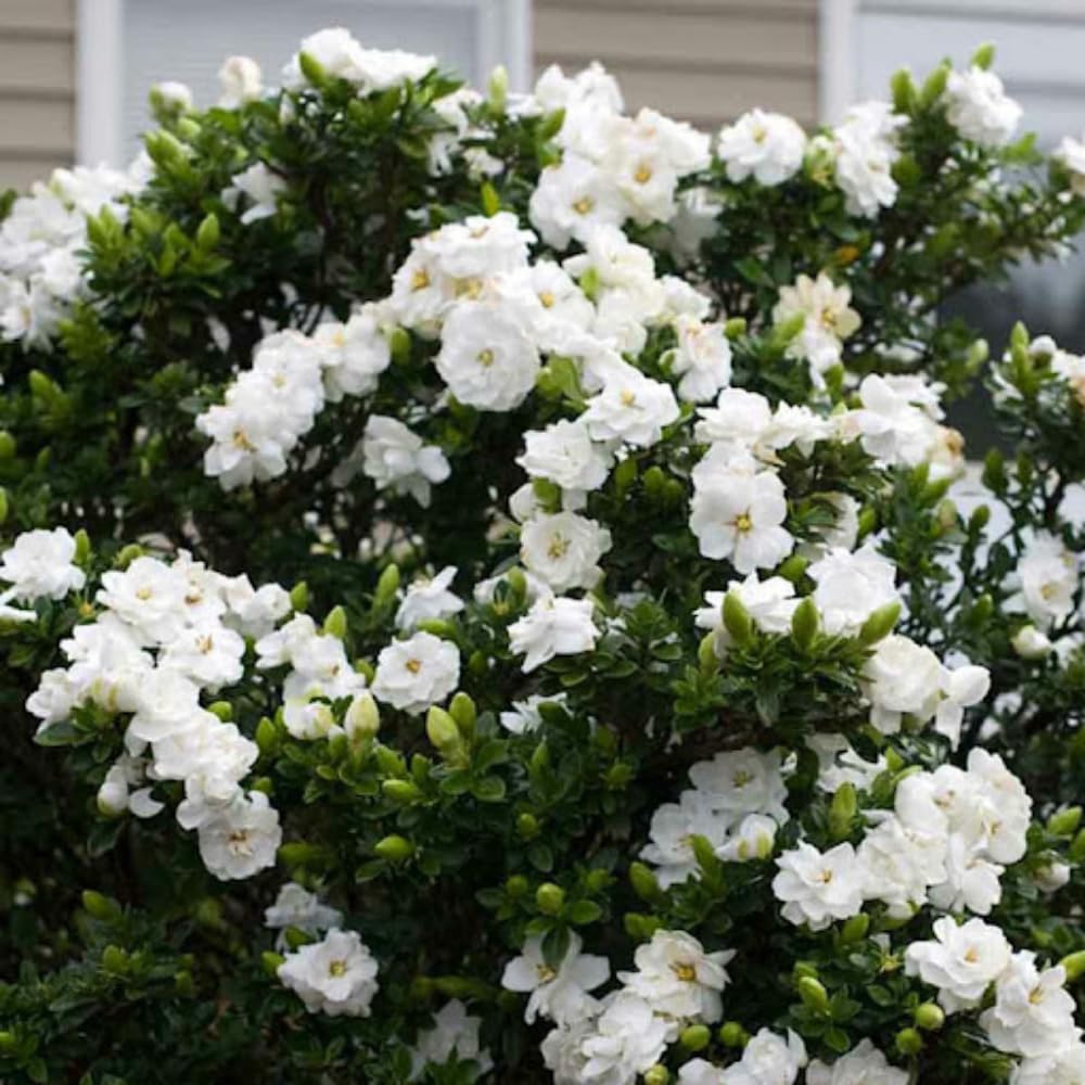 3 Cape Jasmine Plants Live, Frost Proof Gardenia Plants Live, 3 to 6 Inc Tall, Live Jasmine Plant, Gardenia Plant