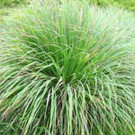 2 Lemon Grass Live Plants in Pot for Outdoor Planting, 4-10 Inc Tall Live Lemongrass Plants for Planting in Spring, Fragrant Herbs
