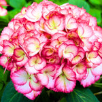Reblooming Hydrangea Flowers, Hardy Hydrangea Plant Live Bush Shrub, 5-8" Tall Well-Rooted for Garden, Change Colors