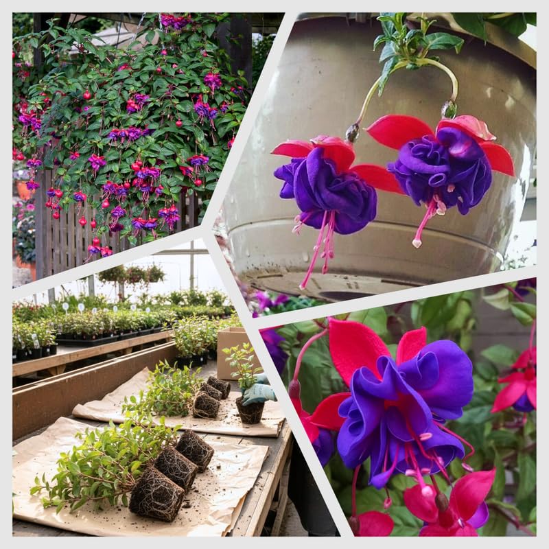 2 Fuchsia Live Plants, 5-9 Inches Tall, Trailing Flowering Fuchsia Plants Live Indoor Outdoor, Purple Red Blooms