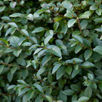10 Privet Bush Shrub Rooted Cuttings, Green Privet Outdoor Plants 12-16 Inches