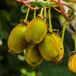 2 Vines Kiwi Live Plants for Planting, Hardy Sweet Kiwi Trees Live Plant for Outdoor Planting, 3-7" in Tall