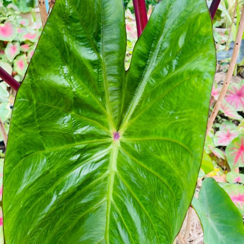 Colocasia Live Plant, 4-8'' Tall, Elephant Ear Plant, Esculenta Taro Alocasia Housplant, Indoor Outdoor Planting (Red Stem)