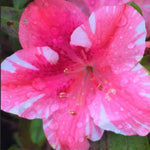 Pink Variegated Azalea Plant Live for Outdoor Spring Planting, 5-9" in Tall, No Pot, Bicolor Blooms