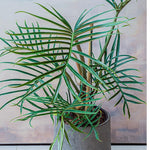 Tortum Philodendron Plant Live, Rare Tropical Variegated Live Indoor Houseplant, Starter Plants No Pot, 5-9" in Tall
