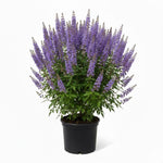 Blue Chaste Vitex Live Plant 4-8 Inches Tall, Chaste Plant, Blue Chastes Vitex Tree, Fragrant Purple Flowering Shrub, Flower Plant for Home Decoration