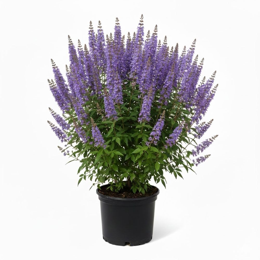 Blue Chaste Vitex Live Plant 4-8 Inches Tall, Chaste Plant, Blue Chastes Vitex Tree, Fragrant Purple Flowering Shrub, Flower Plant for Home Decoration
