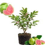 Pink Guava Tree Live Plant, 6-11'' Tall, Guava Plant Live, Sweet Fruit Cold Hardy Garden Backyard Orchards