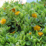 Yellow Delosperma Ice Plant, Hardy Perennial Succulent Live Plant, Ground Cover Outdoor Garden 5-8 Inches