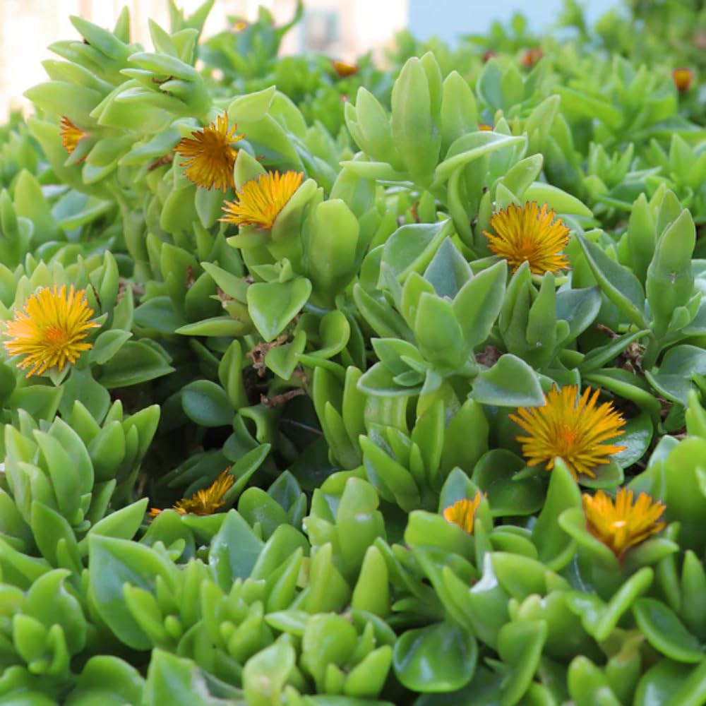 Yellow Delosperma Ice Plant, Hardy Perennial Succulent Live Plant, Ground Cover Outdoor Garden 5-8 Inches
