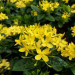 3 Live Ixora Plants, 5-7 Inc, Yellow Ixora Live Plant, Tropical Shrub Plant for Gardening