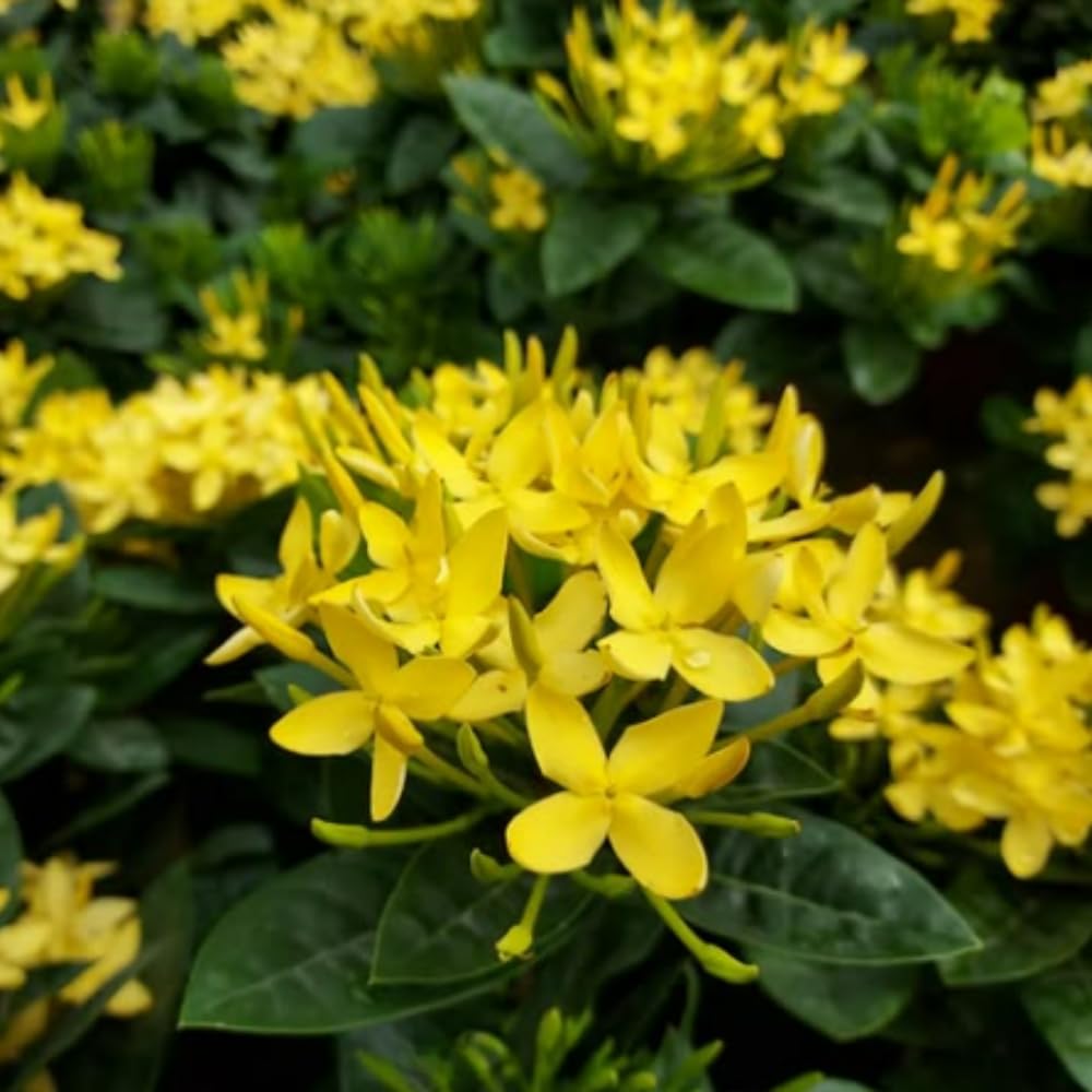 3 Live Ixora Plants, 5-7 Inc, Yellow Ixora Live Plant, Tropical Shrub Plant for Gardening