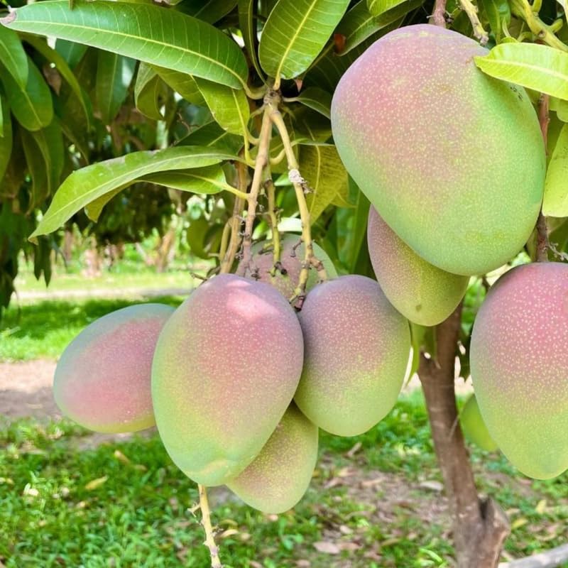 Coconut Cream Mango Tree Live Plant Grafted, 14 to 18 Inches Tall in Pot, Ready to Bear Fruit in 1 Year, Sweet Mango Tree for Planting