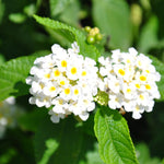 2 Trailing Lantana Plants Live for Planting Indoor Outdoor, 4-8 Inch Tall, Butterfly Fragrant Lantana Flowers Perennial to Grow, No Pot (White Lantana)