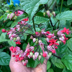 3 Clerodendrum Bleeding Heart Vine Plants, Heart Shaped Blooms, 4-9 Inch Tall, Indoor Outdoor Planting (Purple Red)
