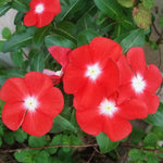 Set 4 of Mix Vinca Plants Live, Ground Cover Plant, Vinca Flower Plant Growing from 3 to 6 Inc Long