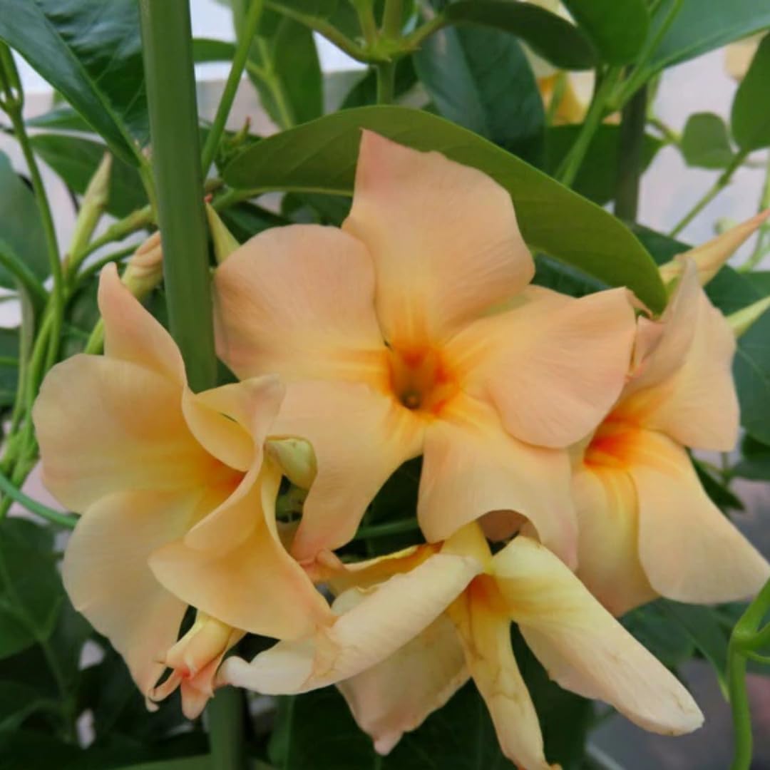 Mandevilla Plant Live, 4 to 7 Inc Tall Seedling, Apricot Mandevilla Vine Plants, Perennial Flower Mandevilla Starter Plant Outdoor Garden
