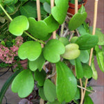 2 Hoya Kerii Hearts Houseplant Live 3-5 Inches Tall, Hoya Plant Live Houseplants, Tropical Indoor Vine Plant for Home, Office, and Gifts