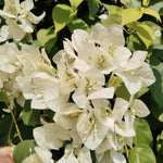 2 White Bougainvillea Plants Live, Flowering Bougainvillea Vine for Outdoor Garden or Trellis, 5-9 Inch Tall, Very Hardy