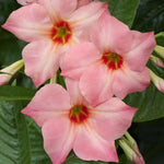2 Mandevilla Live Plants, Flowering Mandevilla Plants, 5-9” Height, Mandevilla Trellis Vines for Outdoor Garden and Containers (Peach Mandevilla)