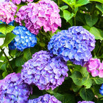 Reblooming Hydrangea Flowers, Hardy Hydrangea Plant Live Bush Shrub, 5-8" Tall Well-Rooted for Garden, Change Colors