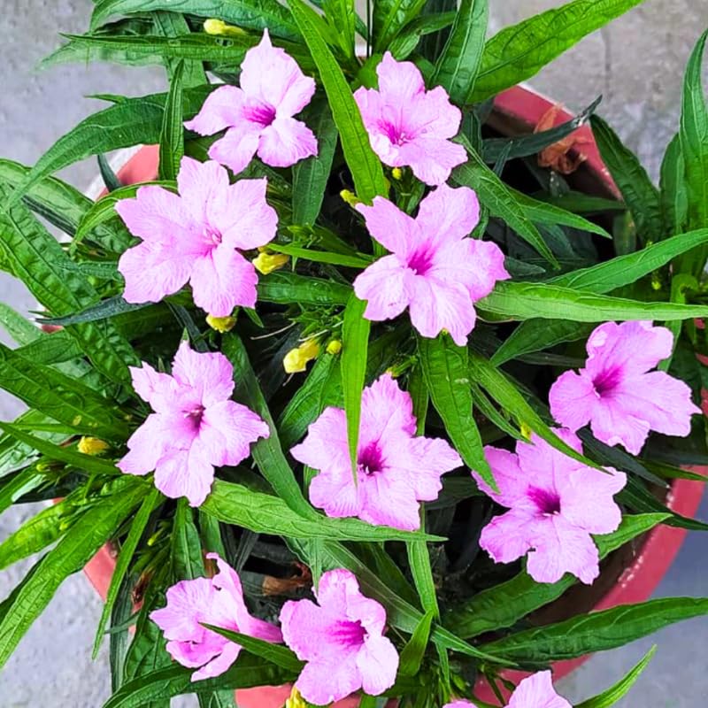 5 Mix Mexican Petunia Plants Live, 5-8" Tall Ruellia Simplex Hardy Petunia Seedlings for Outdoor Garden, Borders, Containers