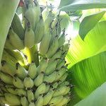 Tiny Banana Plants Live for Planting, Banana Trees Live Plants from 4 to 6 Inc Tall
