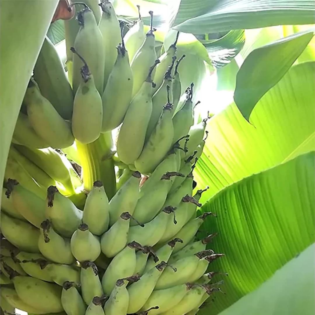 Tiny Banana Plants Live for Planting, Banana Trees Live Plants from 4 to 6 Inc Tall
