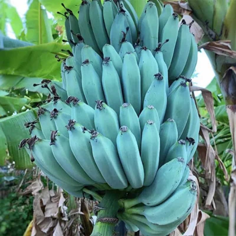 Blue Ice Cream Banana Plant Live, 4-6" Tall Well-Rooted for Indoor Tropical Displays, Cold Hardy Banana Fruit Tree