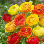 25 Ranunculus Bulbs for Spring Planting, Perennial Flowers Bulbs for Gardens, Vibrant Peony Buttercup Corms for Outdoor Borders (Multicolor Ranunculus)