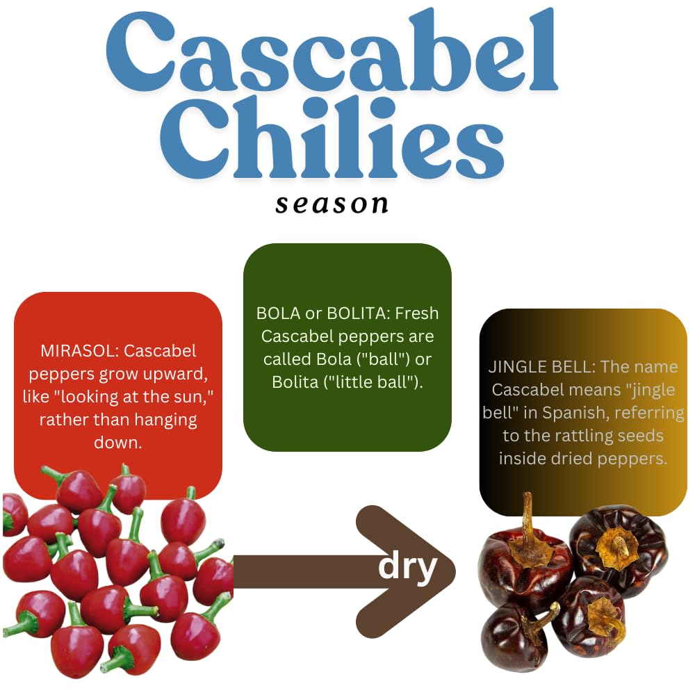 Pack 2 Cascabel Chillies Pepper Plants, Live Chocolate Cascabel Pepper Plants, 80 Days Old Plants in 4 in Pot