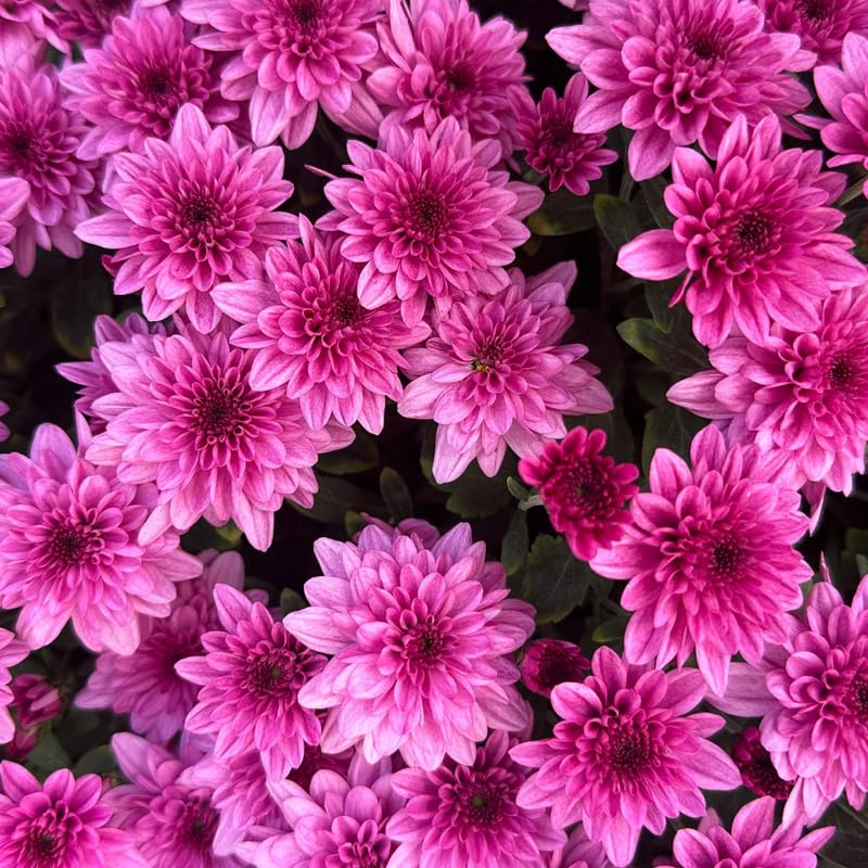 Pack 3 Purple Chrysanthemum Plants, Mums Plants Live, 3 to 6 Inch Tall Garden Mum Live Plant, Vibrant Fall Blooms, Hardy Chrysanthemum Flowers, No Pot