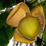 Basjoo Banana Plants Live for Planting, Banana Trees Live Plants from 4 to 6 Inc Tall, 1 Plant