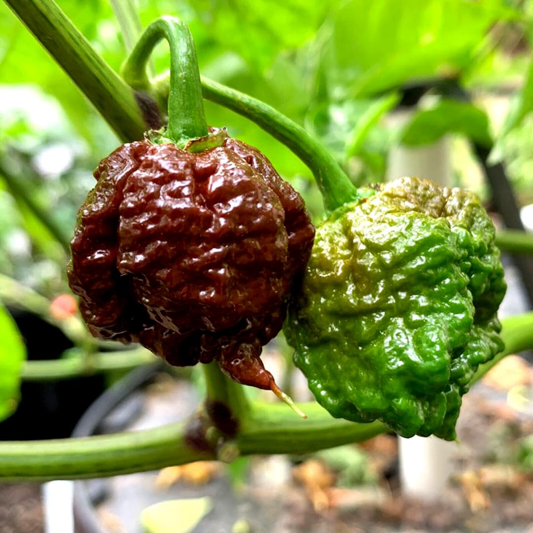 Pack 2 Pepper Plants, Hot Chili Pepper Live Plants for Growing, 80 Days Old Plants (Carolina Chocolate Reaper)